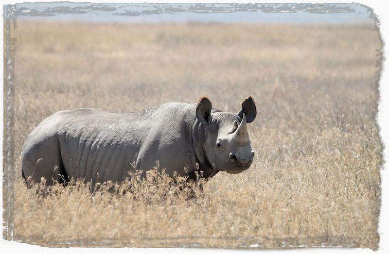 Tanzania Tented Camp Safari