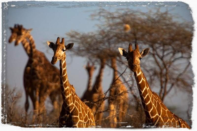 Migrants Family Safari